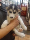 sibisk husky s krsnma modrma oima k adopci.