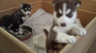 sibisk husky s krsnma modrma oima k adopci.