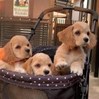 �t��ata kokr�pan�l�.