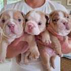 �t��ata anglick�ho buldoka.