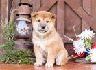 Shiba Inu �t��ata.