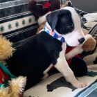 Prod�m �t��ata n�meck� dogy. V�echna jsou zdrav� a o�kovan�. Z�skejte jeden pro svou rodinu hned te�.