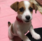 Kr�sn� a rozko�n� �t���tka jack russella na prodej. V�echna �t��ata jsou o�kovan� a zdrav�.