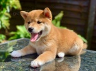 �t���tka shiba inu na prodej. �t��ata jsou o�kovan�, od�erven� a p�ipravena j�t do nov� rodiny a domova.