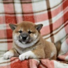 Shiba Inu �t��ata.