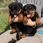 �t��ata rottweiler�.