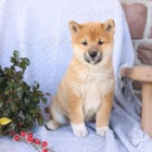 Shiba �t��ata.