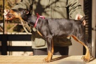 DOBERMAN �t��ata na prodej