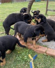 �t��ata rottweiler�.