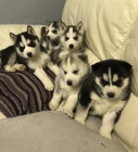 �t��ata sibi�sk�ho husky.