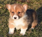 Corgi Pembroke �t��ata.