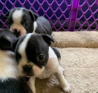 Registrovan� �t��ata Boston teri�ra.