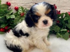 zdrav� a o�kovan� �t��ata Kaval�r King Charles Spaniel k adopci.