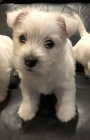 Zdrav� a o�kovan� �t��ata West Highland White Terriers k adopci.