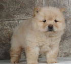 Chow Chow �t��ata.