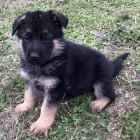 zdrav� a kr�sn� �t��ata n�meck�ho ov��ka k adopci