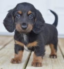 kr�sn� fenka a pejsek o�kovan� a od�erven� �t���tka jezev��k� k adopci