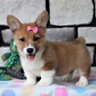 tata Pembroke Welsh Corgi k adopci