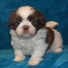 prodm okovan krsn tata SHIH TZU