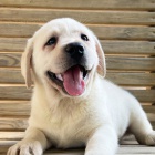Zdrav� o�kovan� a od�erven� �t���tka labradorsk�ho retr�vra k ADOPCI.