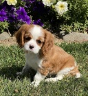 Zdrav� �t��ata kaval�r king Charles �pan�l na prodej.