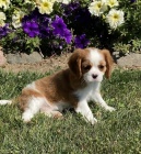 Zdrav� �t��ata kaval�r king Charles �pan�l na prodej.