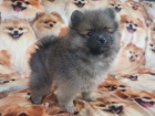 miniaturn� �t��ata pomeranian� na prodej. Jsou o�kovan� a od�erven�.