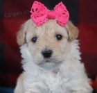 Prod�m kr�sn� o�kovan� �t���tka bi�onkaPOO V�echna jsou o�kovan�, od�erven� a miluj� hru s d�tmi a jin�mi zv��aty.