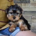 tata mini yorkie k adopci. Vechna tata jsou okovan a zdrav