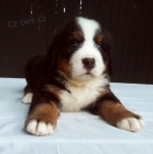 Bernsk� sala�nick� pes �t��ata k adopci. V�echna �t��ata jsou od�erven�, o�kovan� a zdrav�