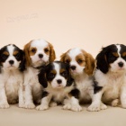 Krsn tata Kavalr King Charles Spaniel k adopci.