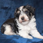 Zdrav� �t��ata mal�ho kn�ra�e k adopci �t���tka jsou v�echna o�kovan� a od�erven�.