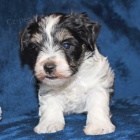 Zdrav� �t��ata mal�ho kn�ra�e k adopci �t���tka jsou v�echna o�kovan� a od�erven�.