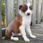 �t��ata border kolie k adopci