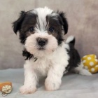 Prod�m roztomil� a zdrav� �t��ata havanese.