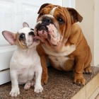 �t��ata anglick�ho buldoka.