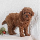 K dispozici �t��ata pudl�.