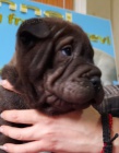 Shar-Pei �t��ata