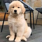 Prod�m �t��ata zlat�ho retr�vra.