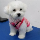 Dv� maltsk� �t��ata.