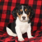 Super �t��ata b�gl�.