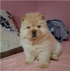 Chovan� �t��ata Chow Chow