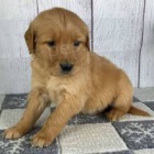 �t��ata zlat�ho retr�vra.