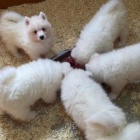 Dalmatsk� �t��ata.