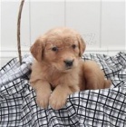 �t��ata zlat�ho retr�vra.