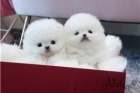 Mini pomeransk� �t��ata.