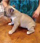 �t��ata francouzsk�ho buldoka.