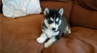�t��ata sibi�sk�ho husky.