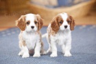King Charles Cavalier �pan�l.