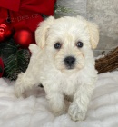 zdrav� mal� kn�ra� �t��ata k adopci.